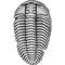 2011 Hintzeia