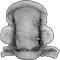 Forteyaspis